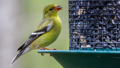 Bird Food Feeding