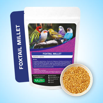 Foxtail Millet Bird Food