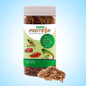 Freeze Dried BSF Larva in India