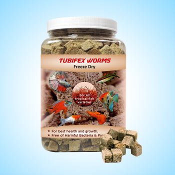 Freeze Dried Tubifex Worms in India